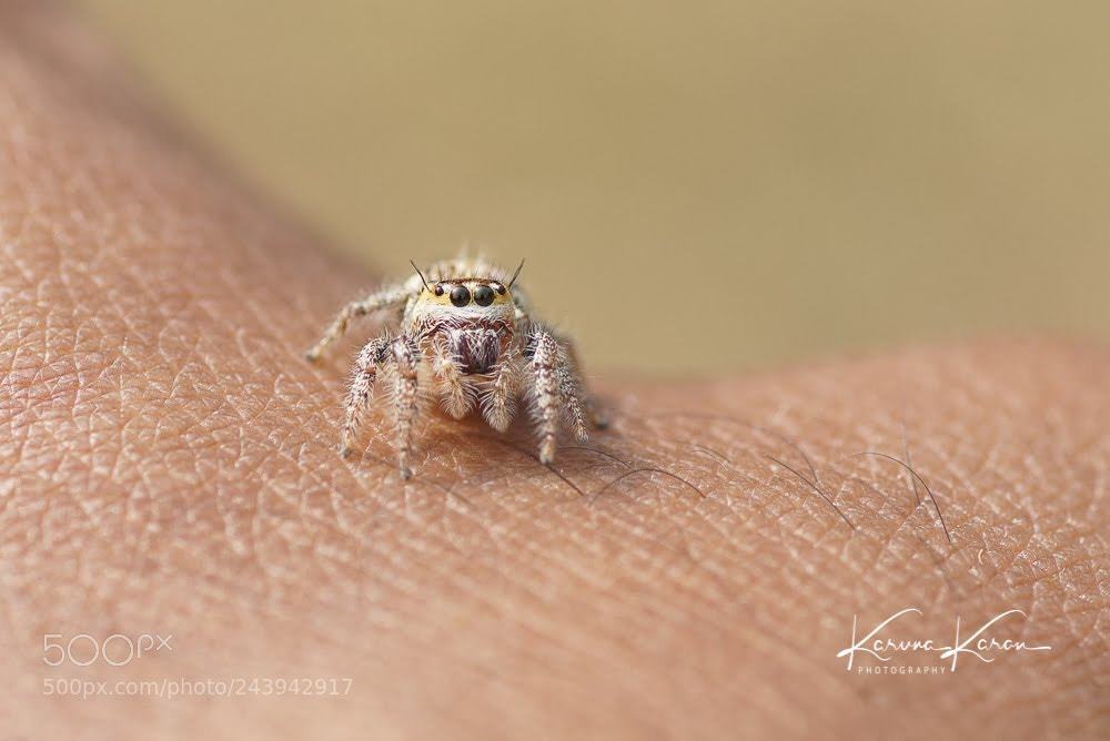 Sony a99 II sample photo. Spiddy on hand !! photography