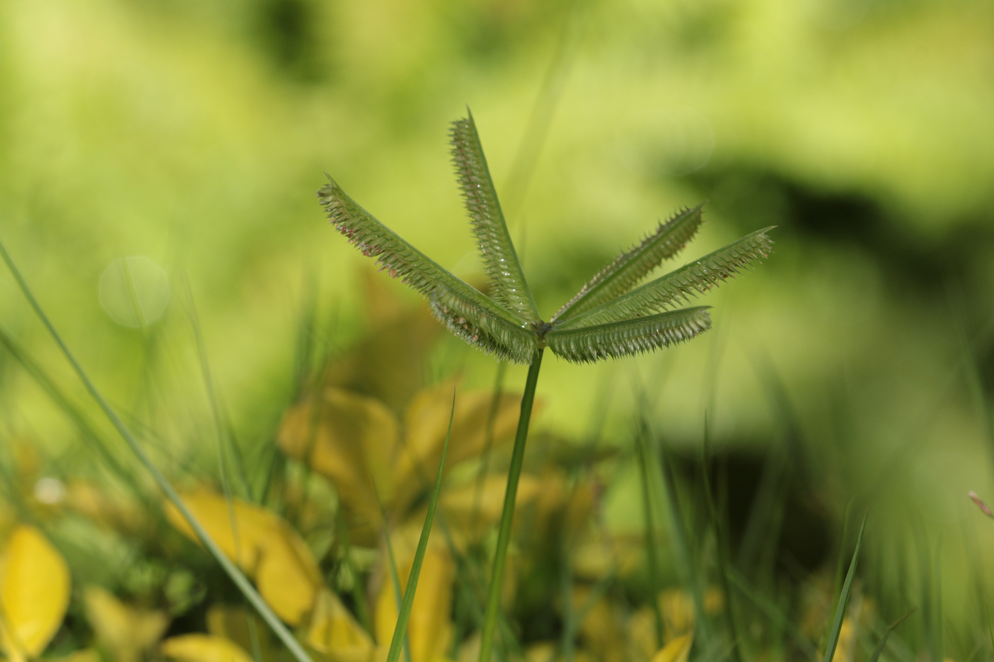 Canon EOS 70D + Canon EF 22-55mm f/4-5.6 USM sample photo. Blade of grass on green backdrop photography