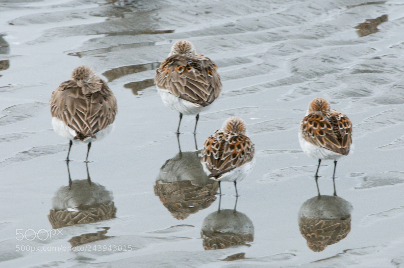 Nikon D300 sample photo. Western sandpipers photography