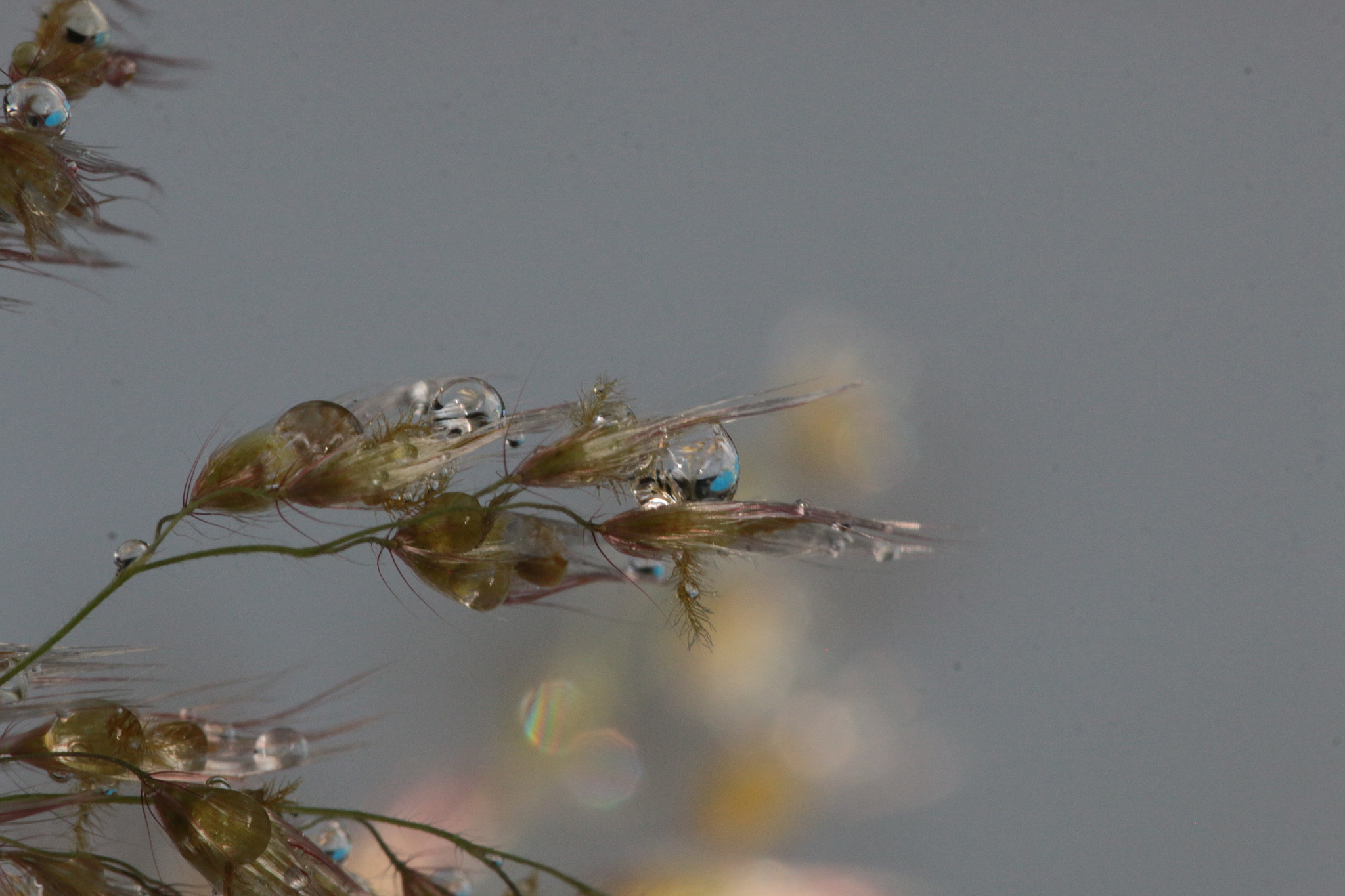 Canon EF 22-55mm f/4-5.6 USM sample photo. Rain drops on grass photography