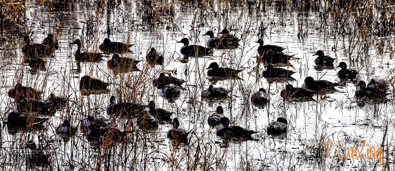 Nikon D810 sample photo. Study for a japanese photography