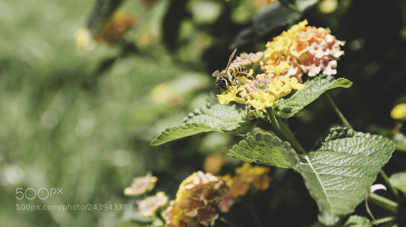 Canon EOS 700D (EOS Rebel T5i / EOS Kiss X7i) sample photo. Untitled photography
