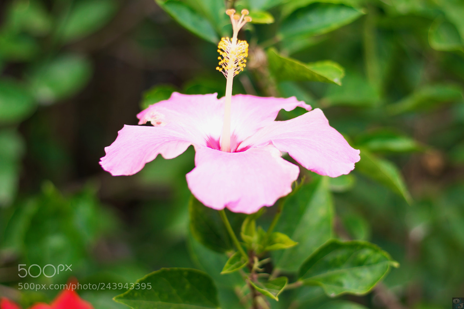 Canon EOS 800D (EOS Rebel T7i / EOS Kiss X9i) sample photo. The bloom photography