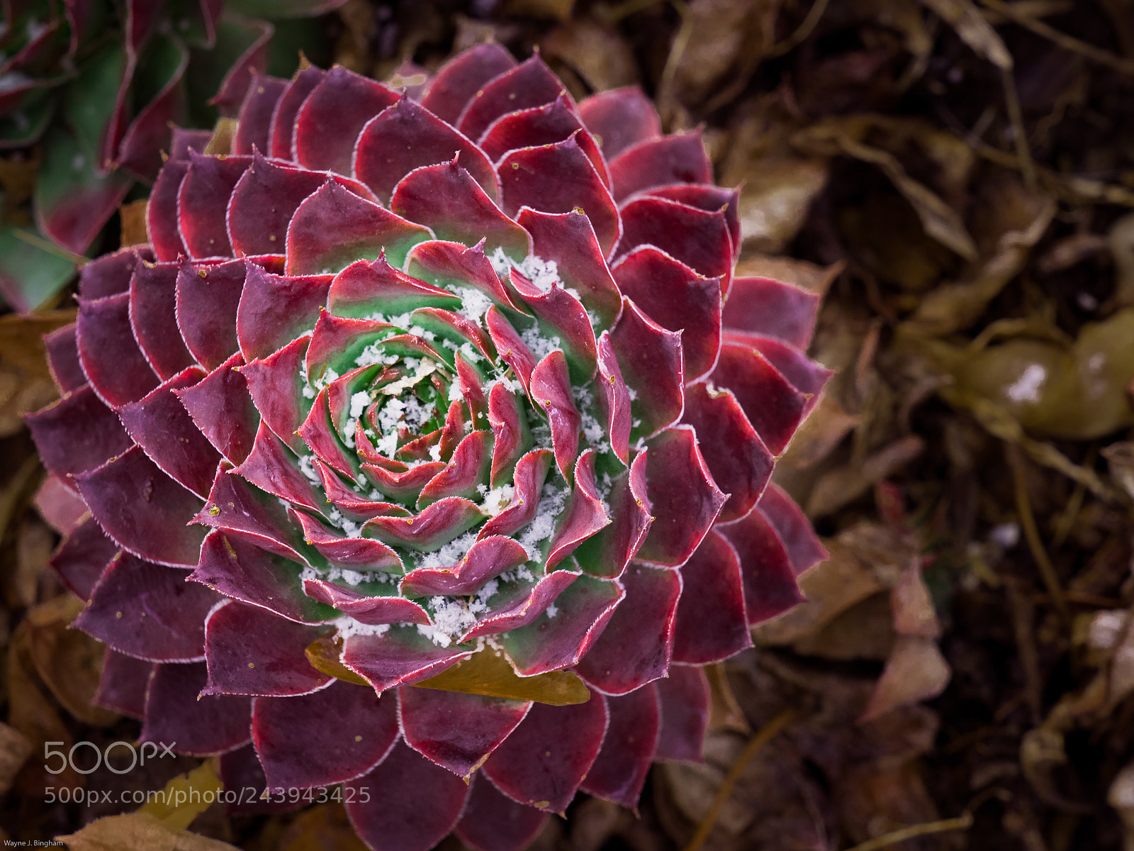 Olympus OM-D E-M1 Mark II sample photo. Snow on succulant photography