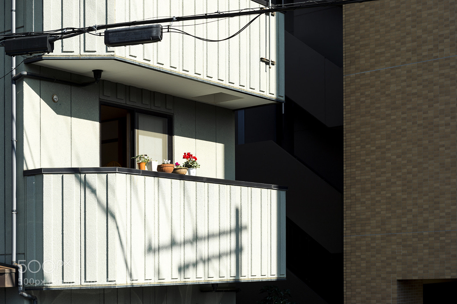 Nikon D4 sample photo. 向陽處 photography