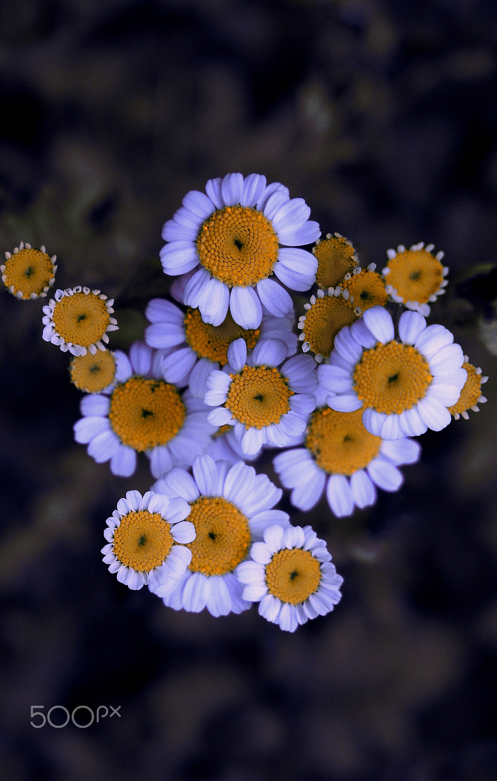 Olympus C5050Z sample photo. Flower photography