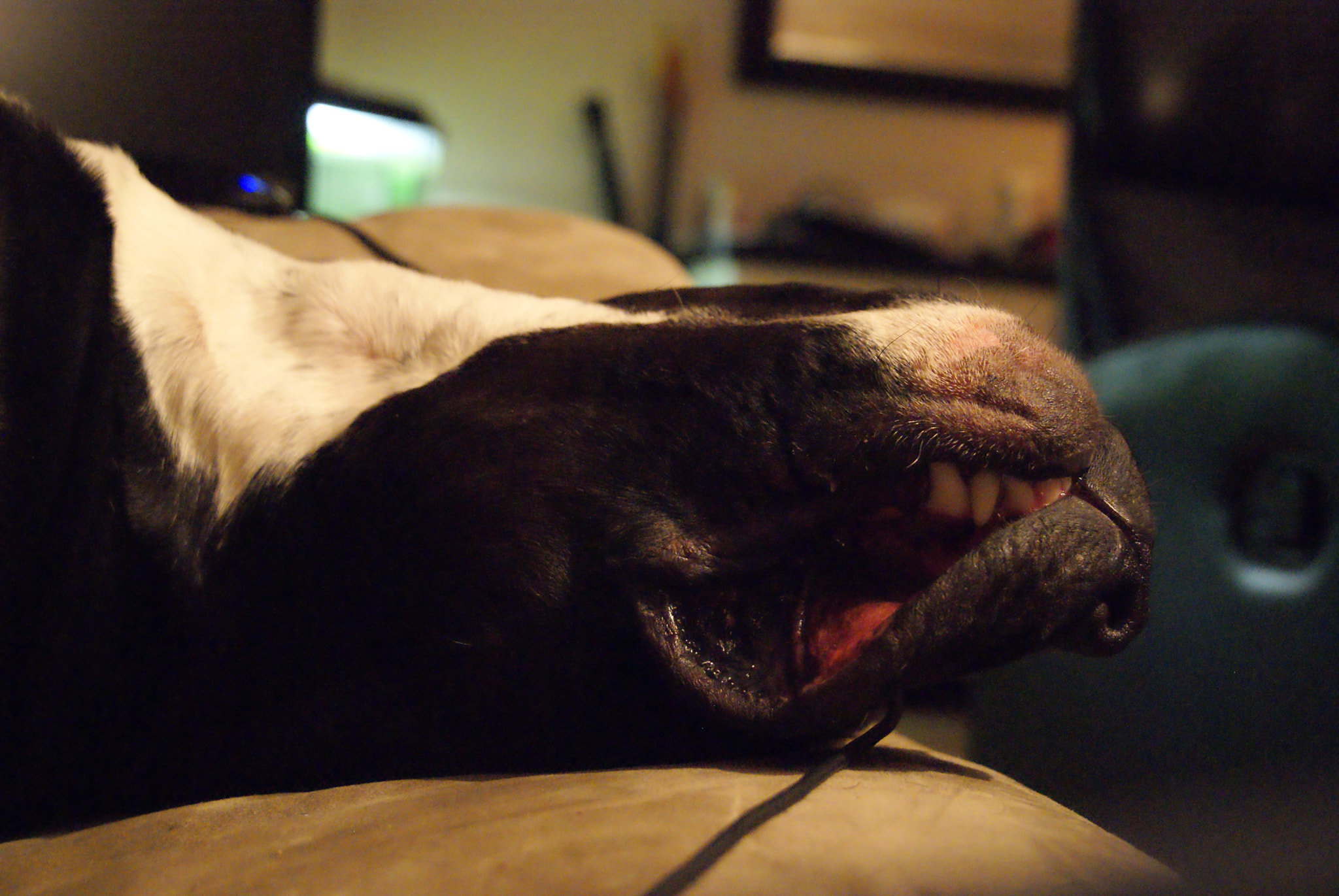 Sony Alpha DSLR-A330 sample photo. Sleeping dog photography