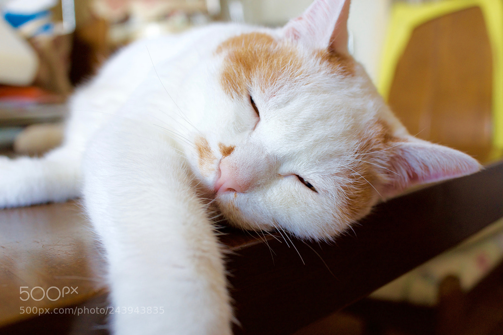 Sony Cyber-shot DSC-RX1R sample photo. Cat photography
