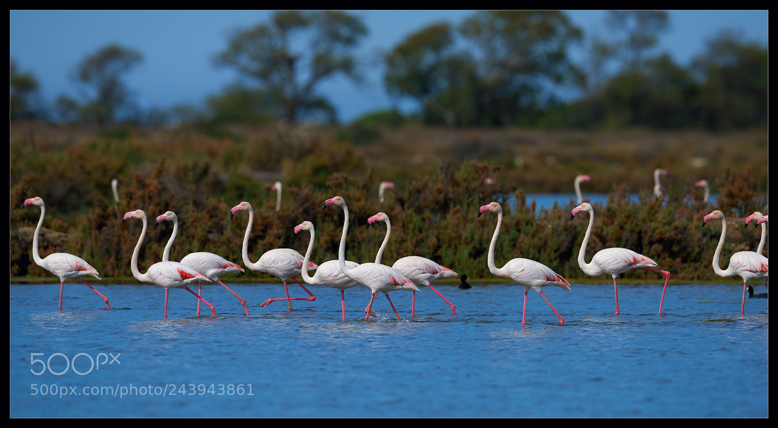 Nikon D810 sample photo. Flamingo ii photography