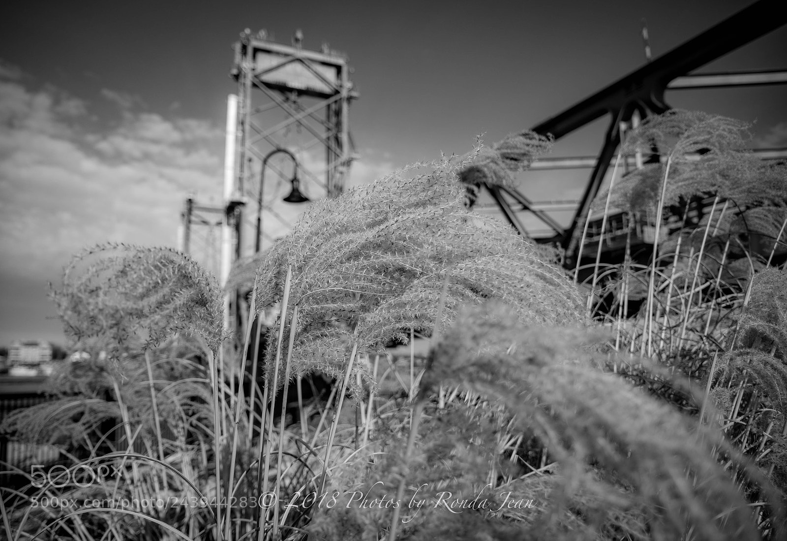 Nikon D500 sample photo. Untitled photography