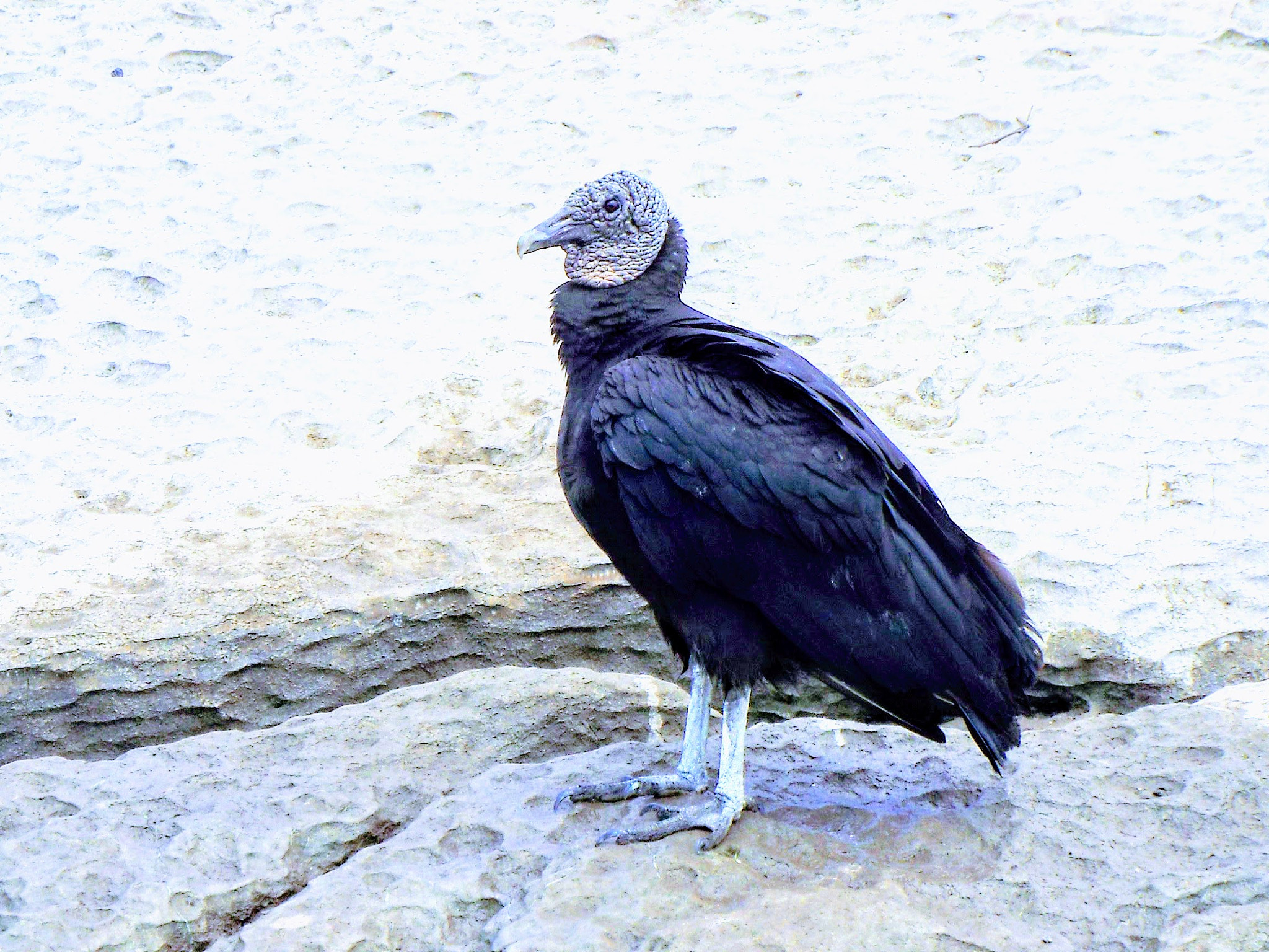 Fujifilm FinePix S9400W sample photo. Bird of prey, lives in the canyon of the sink photography