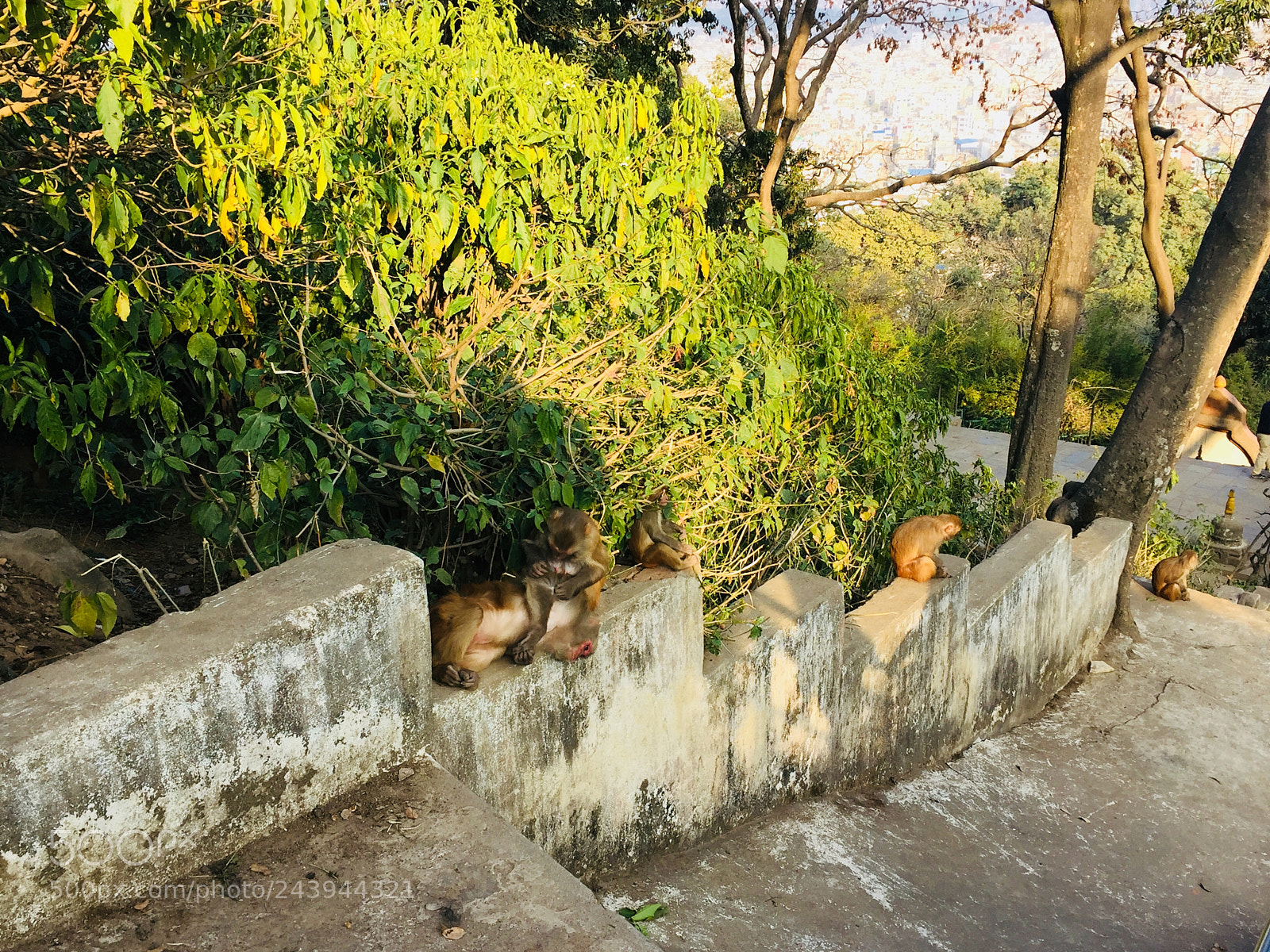 Apple iPhone 6 sample photo. Monkeys kingdom photography