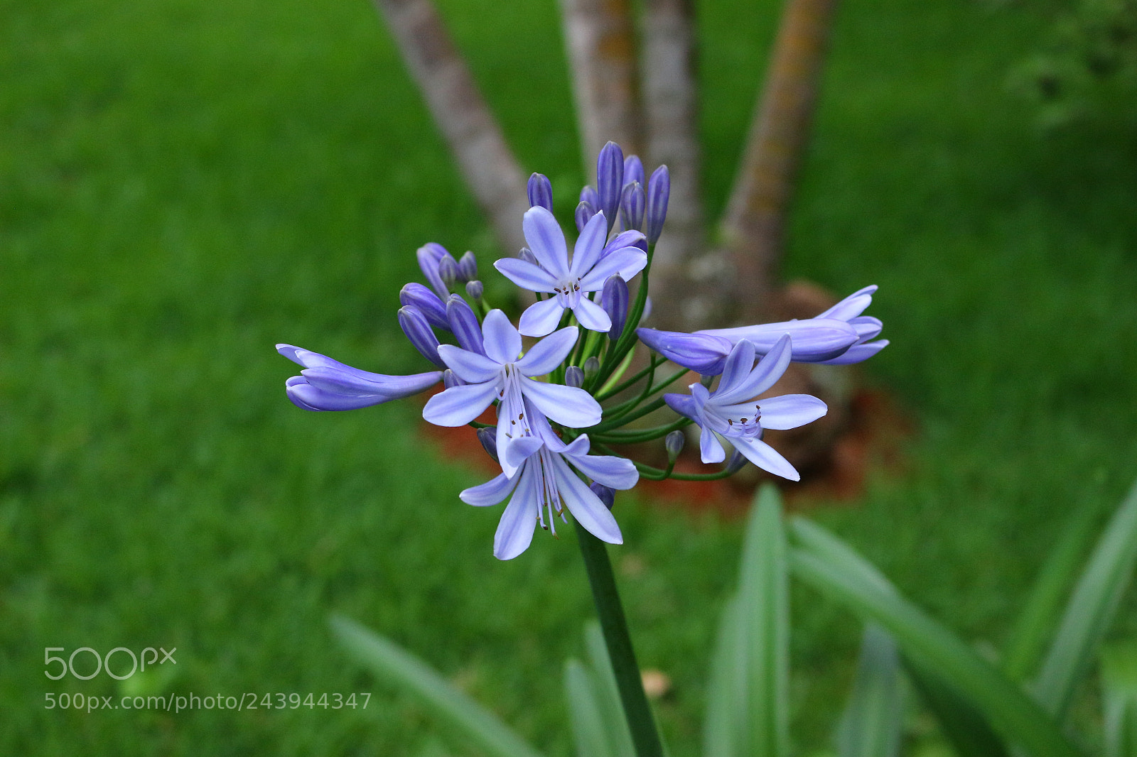 Canon EOS 100D (EOS Rebel SL1 / EOS Kiss X7) sample photo. Img photography