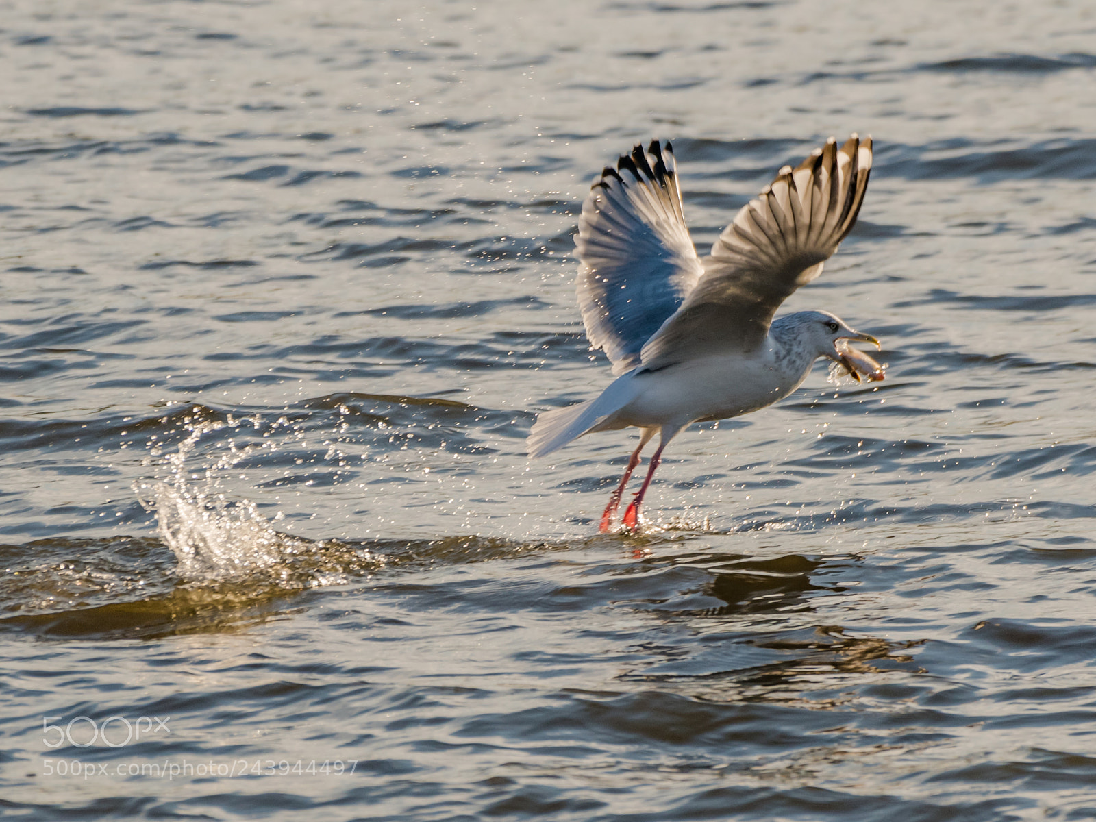 Nikon D850 sample photo. Seagull caught a fish photography
