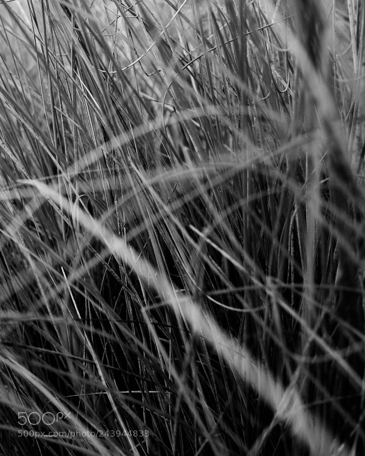 Fujifilm X-T2 sample photo. Chaotic thoughts photography