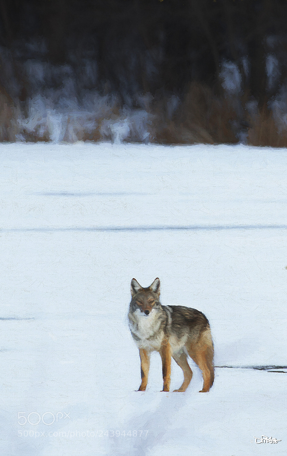 Canon EOS 7D Mark II sample photo. Coyote painted photography