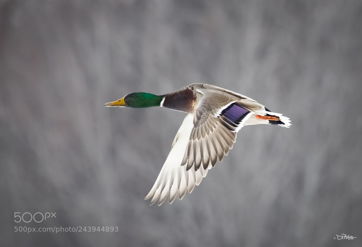 Canon EOS 7D Mark II sample photo. Mallard flying photography