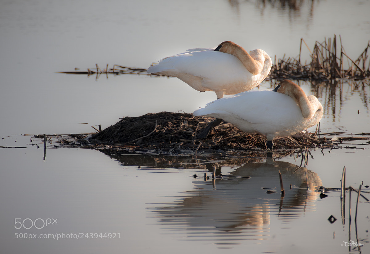 Canon EOS 7D Mark II sample photo. Restingswans(w) (of ) photography