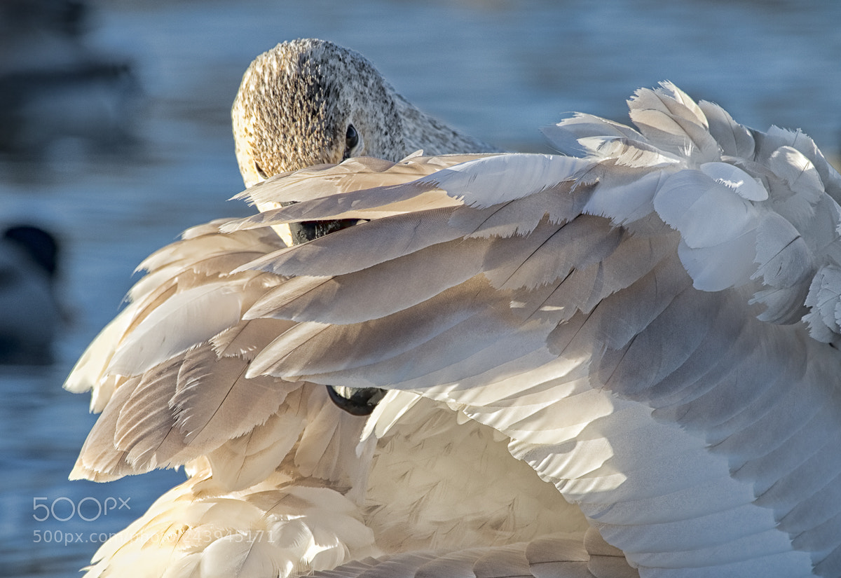 Canon EOS 7D Mark II sample photo. Shy swan photography