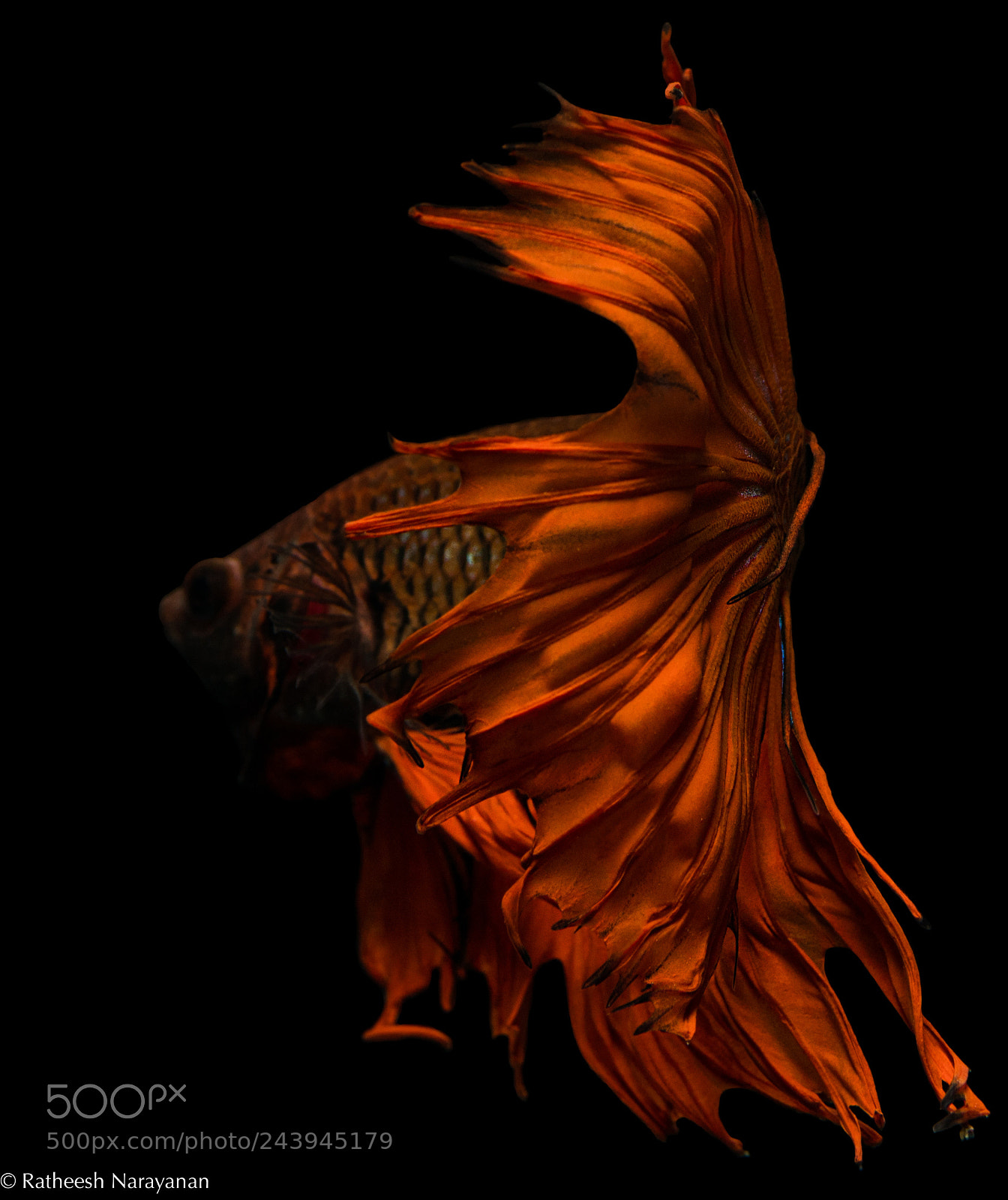 Nikon D500 sample photo. Betta on ? photography