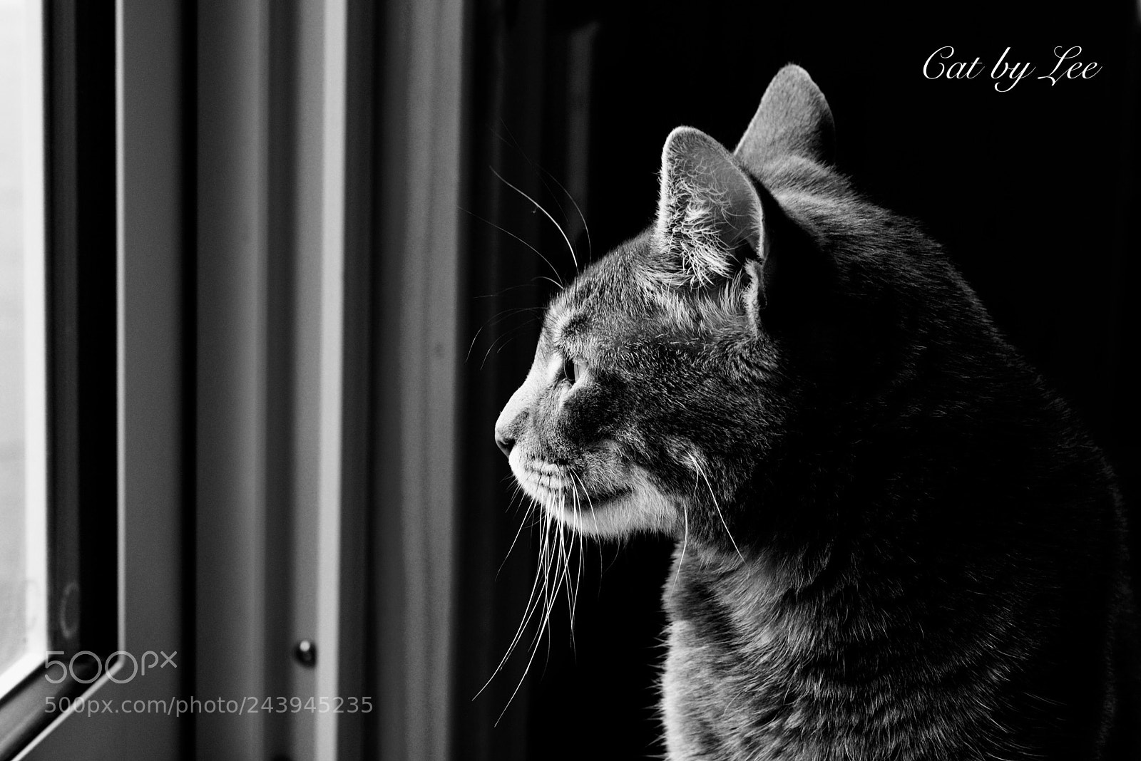 Nikon D3400 sample photo. Cat！ photography