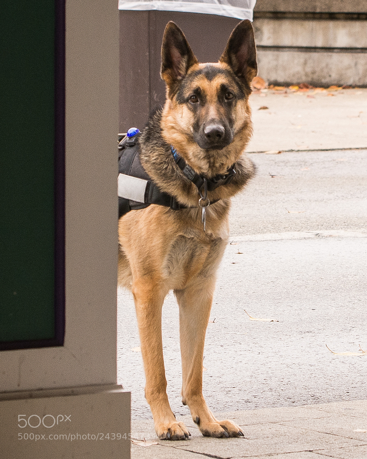 Nikon D7100 sample photo. German shepard at work photography