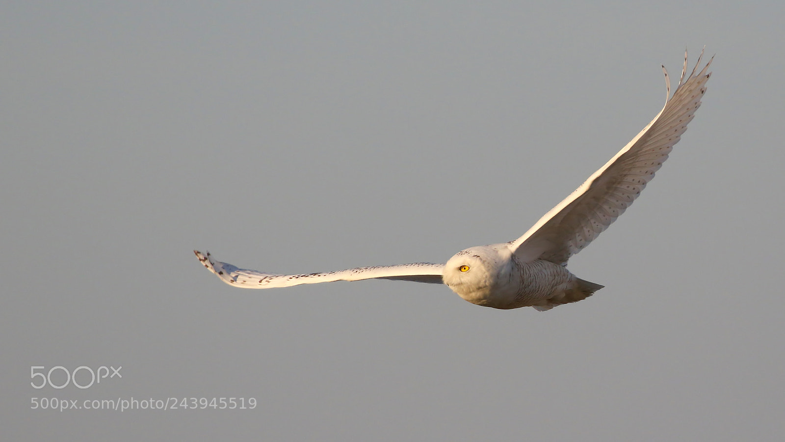 Canon EOS 7D Mark II sample photo. Inflight snowy owl photography