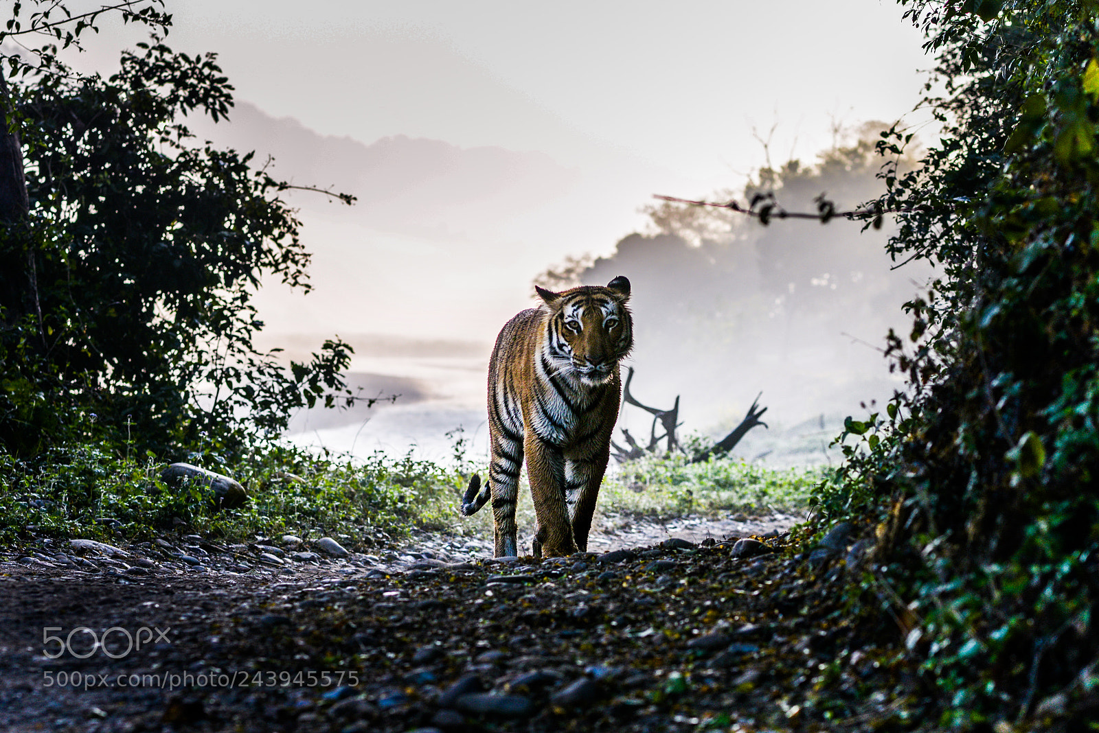 Nikon D800 sample photo. Tiger out of the photography