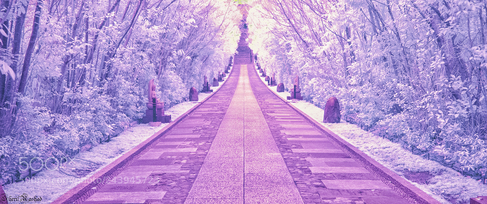 Pentax K-50 sample photo. Infrared world photography