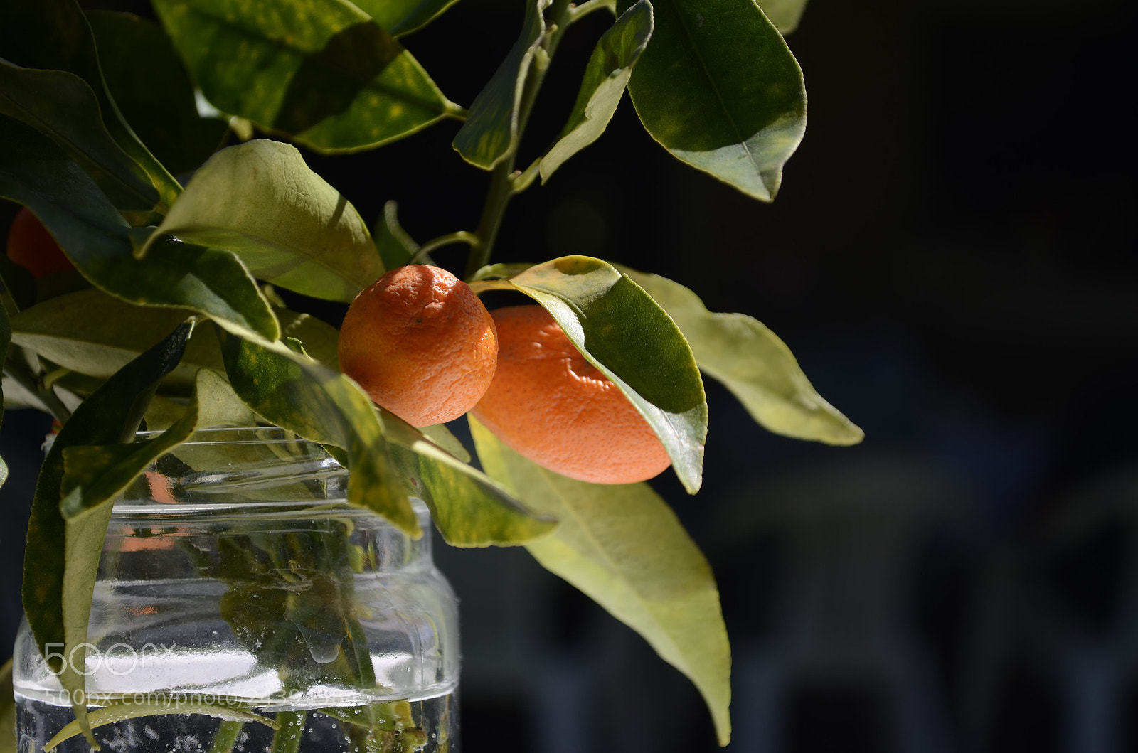 Nikon D5100 sample photo. Untitled photography