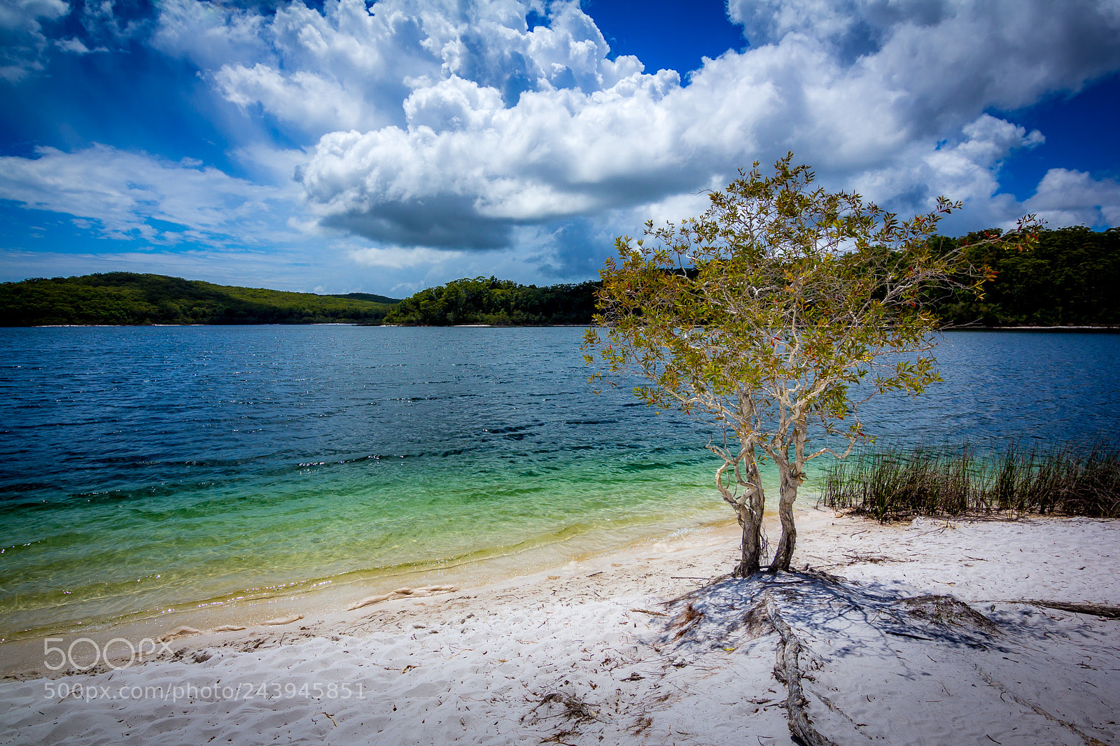 Canon EOS 60D sample photo. Lone gumtree photography