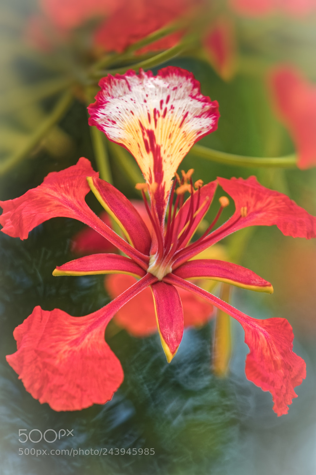 Canon EOS M5 sample photo. Tropical flower photography