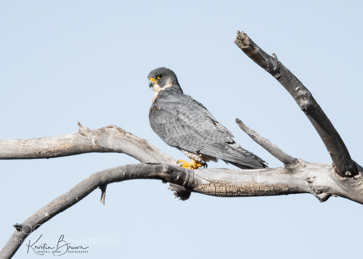 Nikon D850 sample photo. Peregrine falcon in the photography