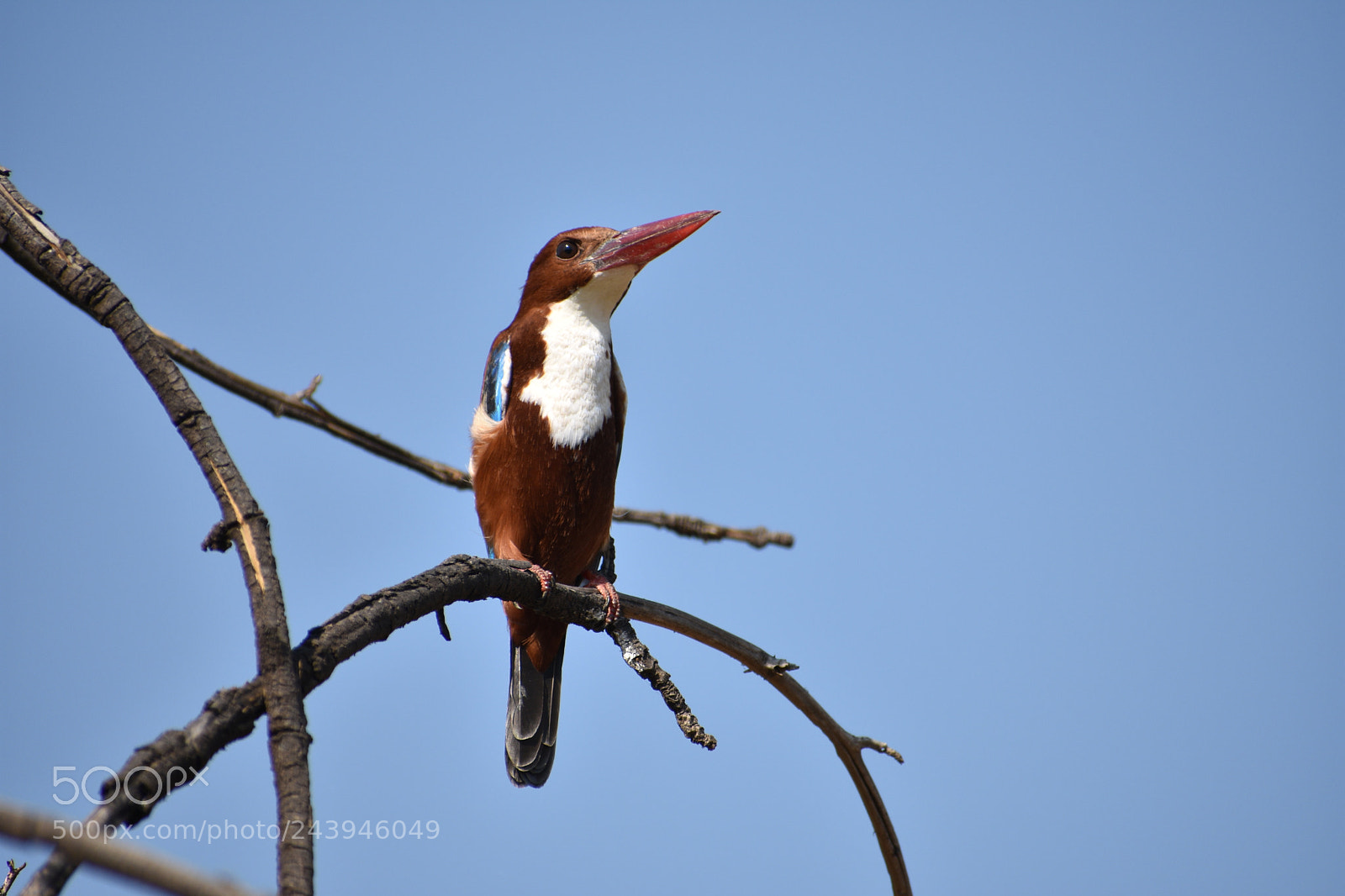 Nikon D3400 sample photo. White-breasted kingfisher photography
