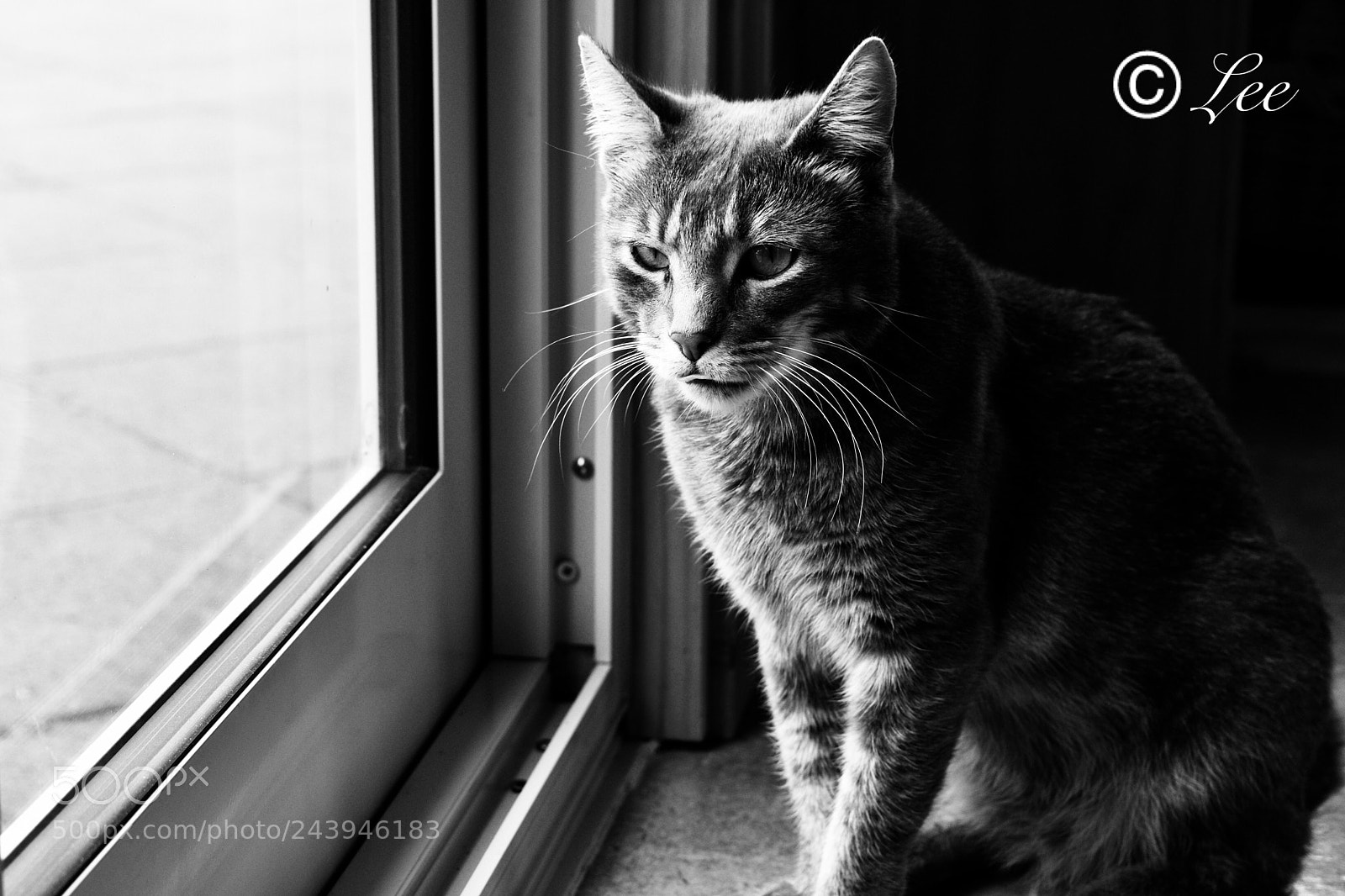 Nikon D3400 sample photo. Cat photography
