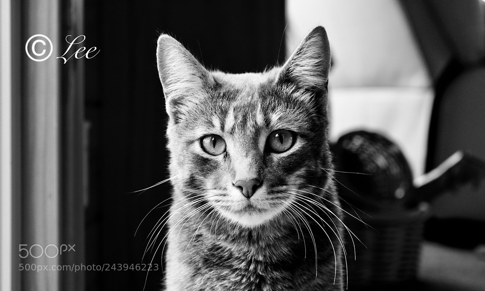Nikon D3400 sample photo. Cat photography