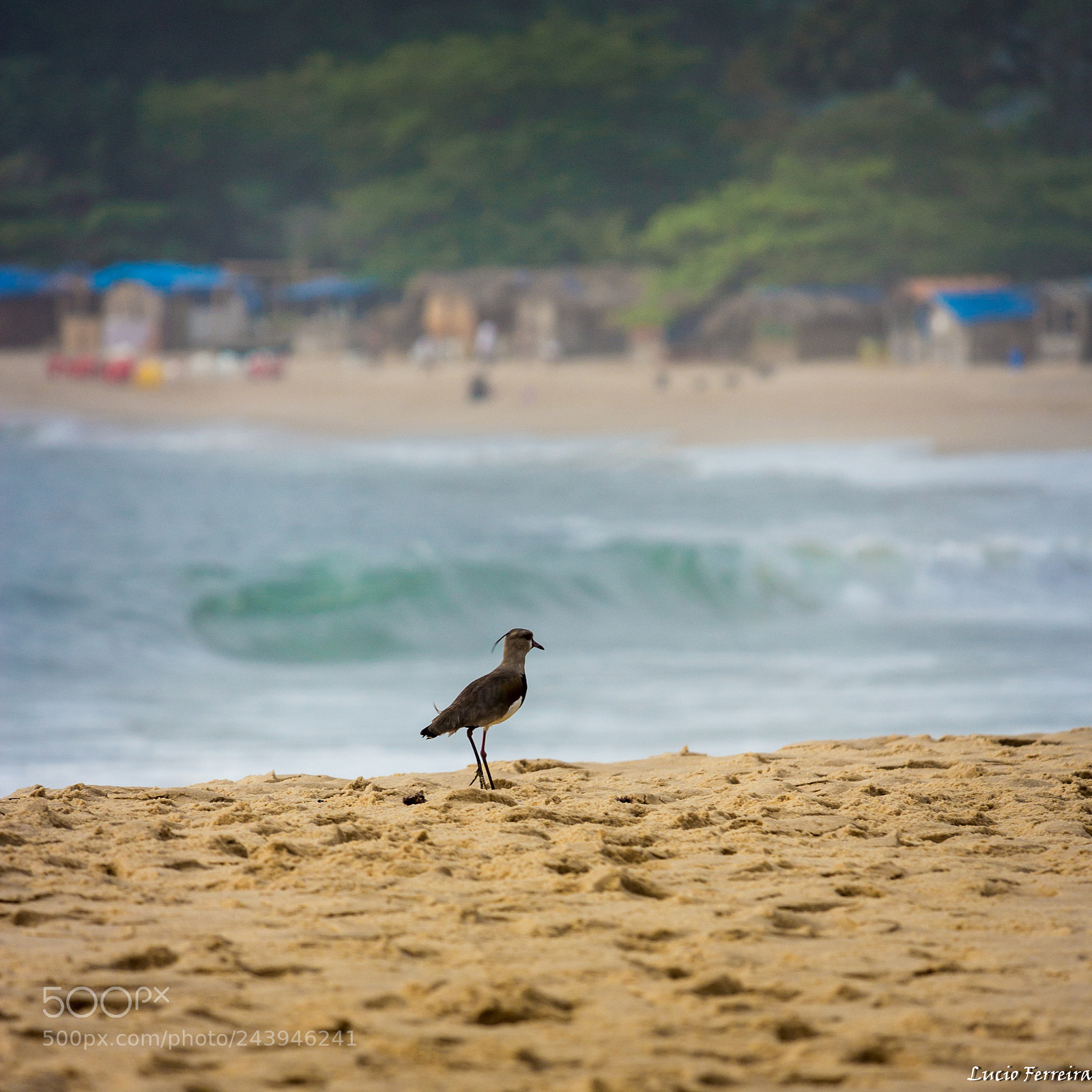 Canon EOS 700D (EOS Rebel T5i / EOS Kiss X7i) sample photo. Quero-quero photography