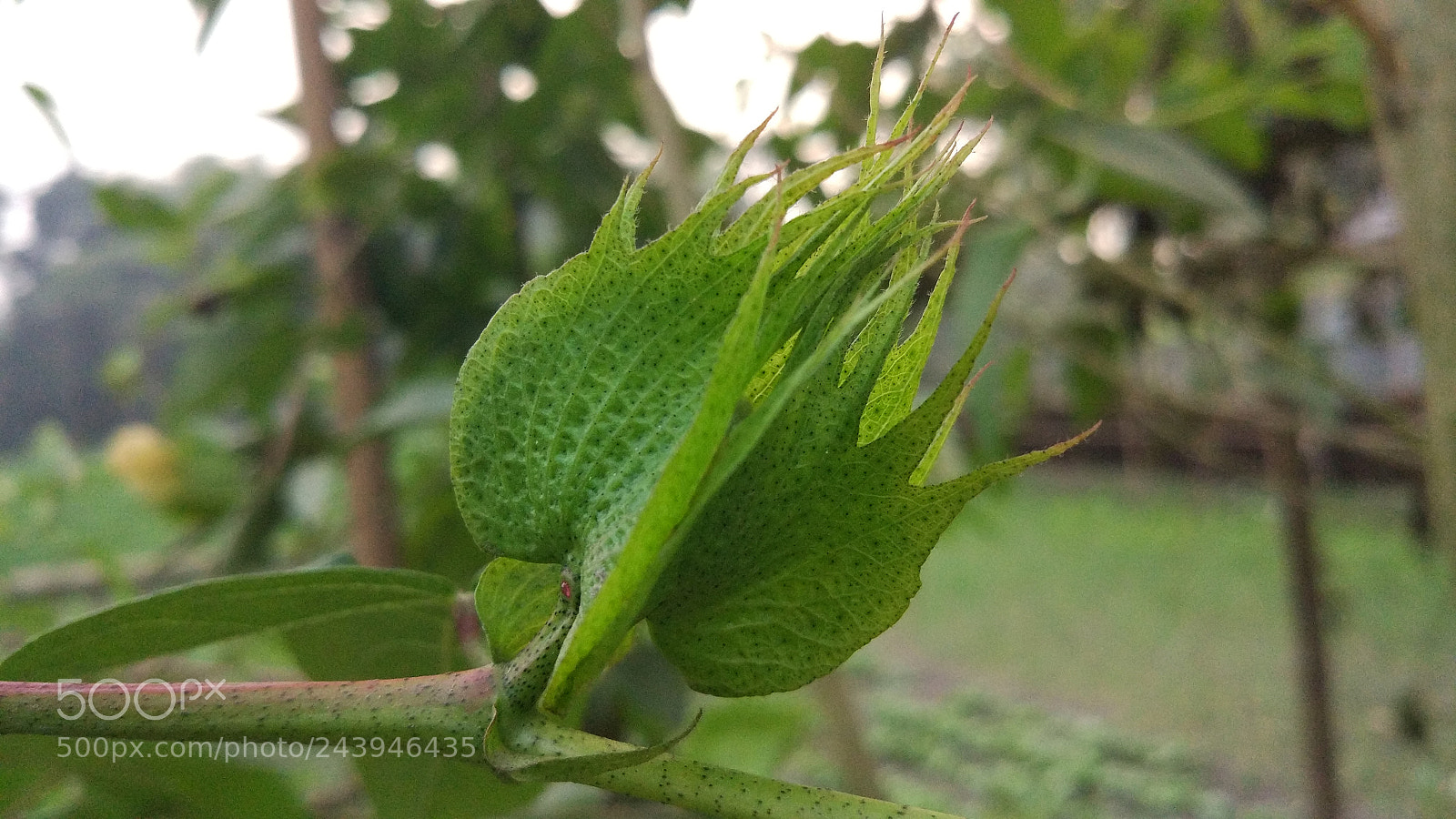 Xiaomi MI 5 sample photo. Untitled photography