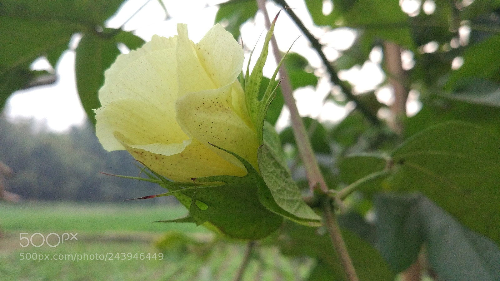 Xiaomi MI 5 sample photo. Untitled photography
