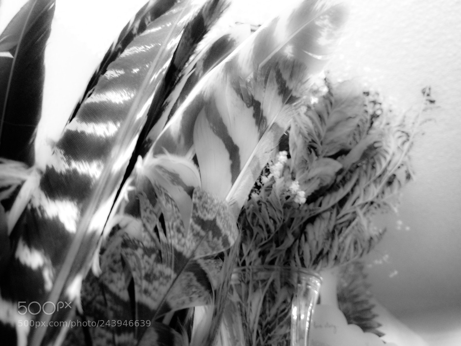Motorola Moto Z (2) sample photo. Feather & roses photography