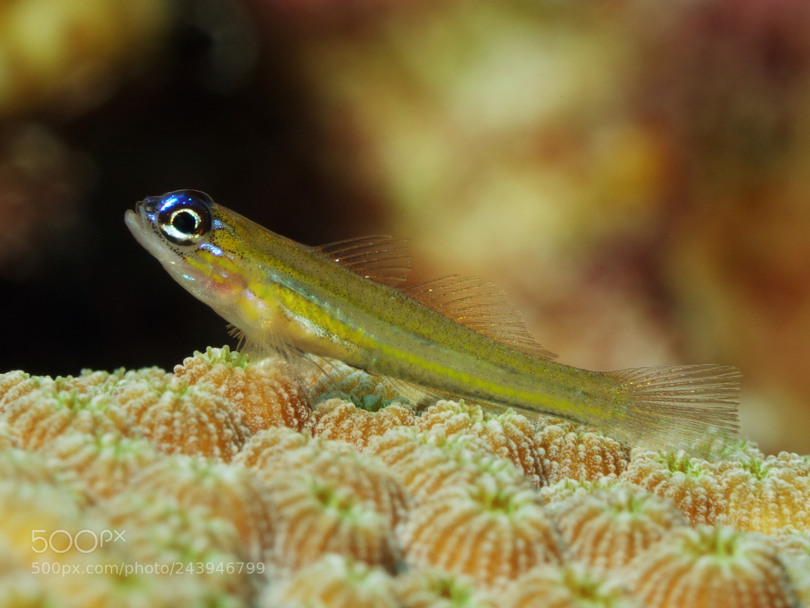 Sony Cyber-shot DSC-RX100 II sample photo. Peppermint goby - perched photography