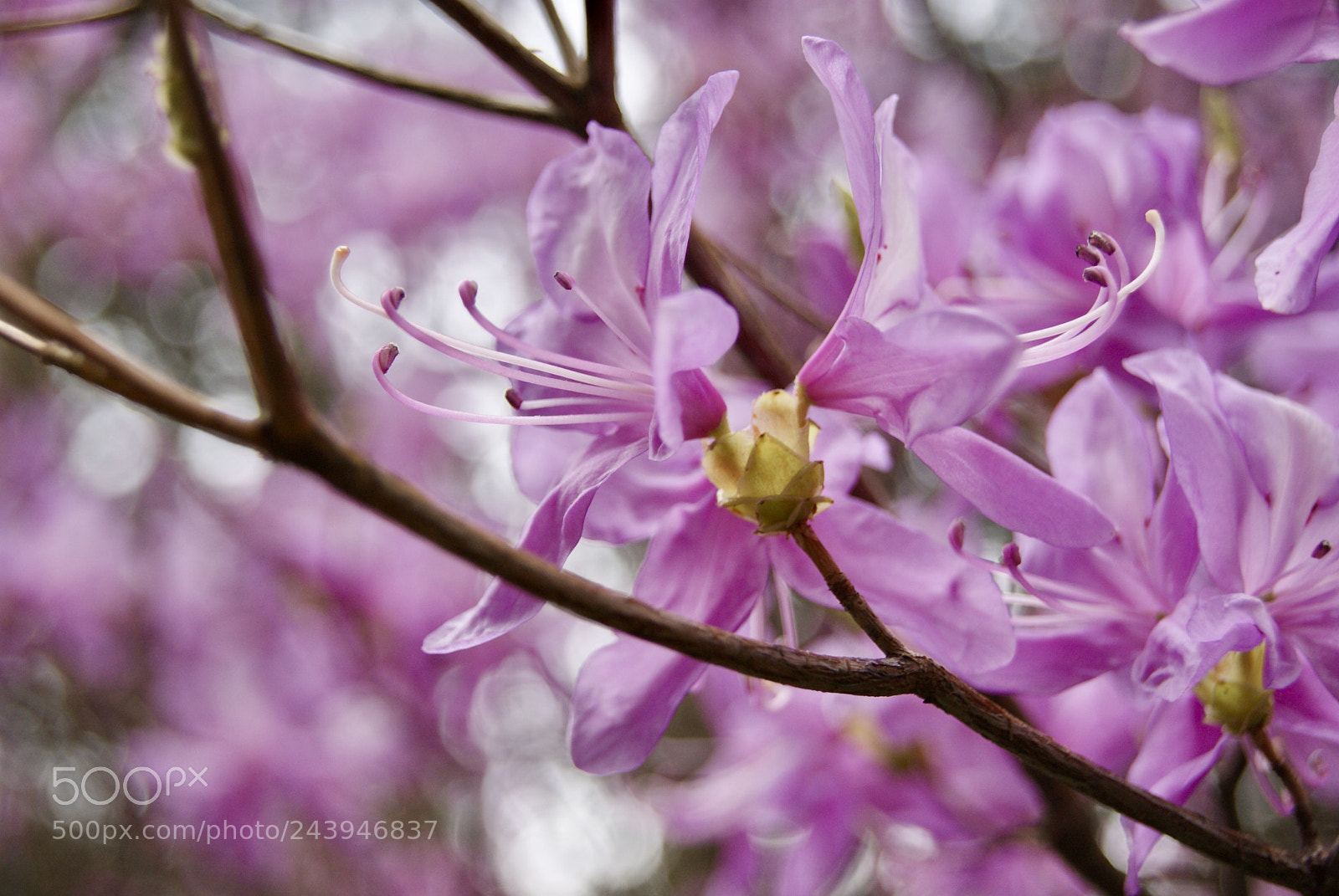 Sony Alpha DSLR-A330 sample photo. 花 photography