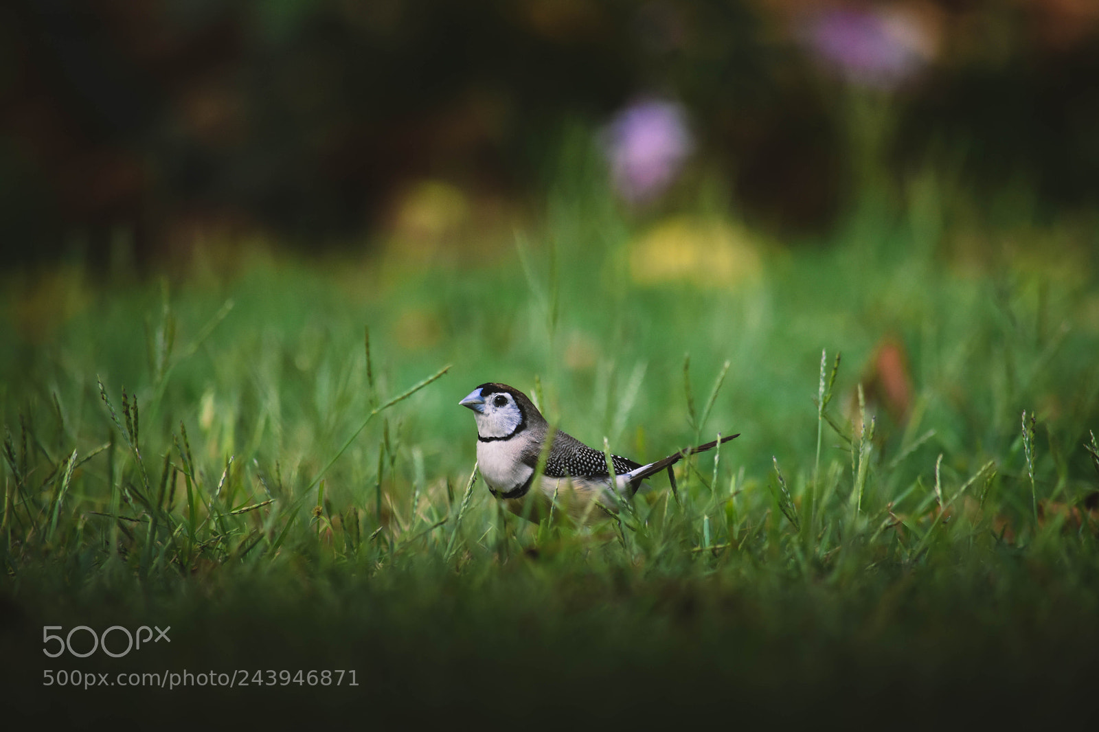 Nikon D5500 sample photo. Double-barred finch photography