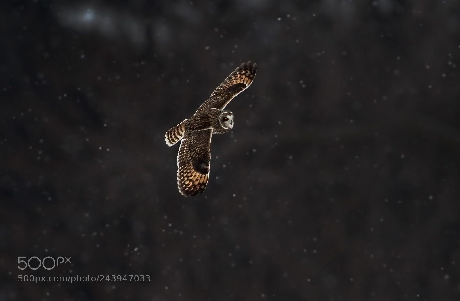 Canon EOS 7D Mark II sample photo. Snow country photography