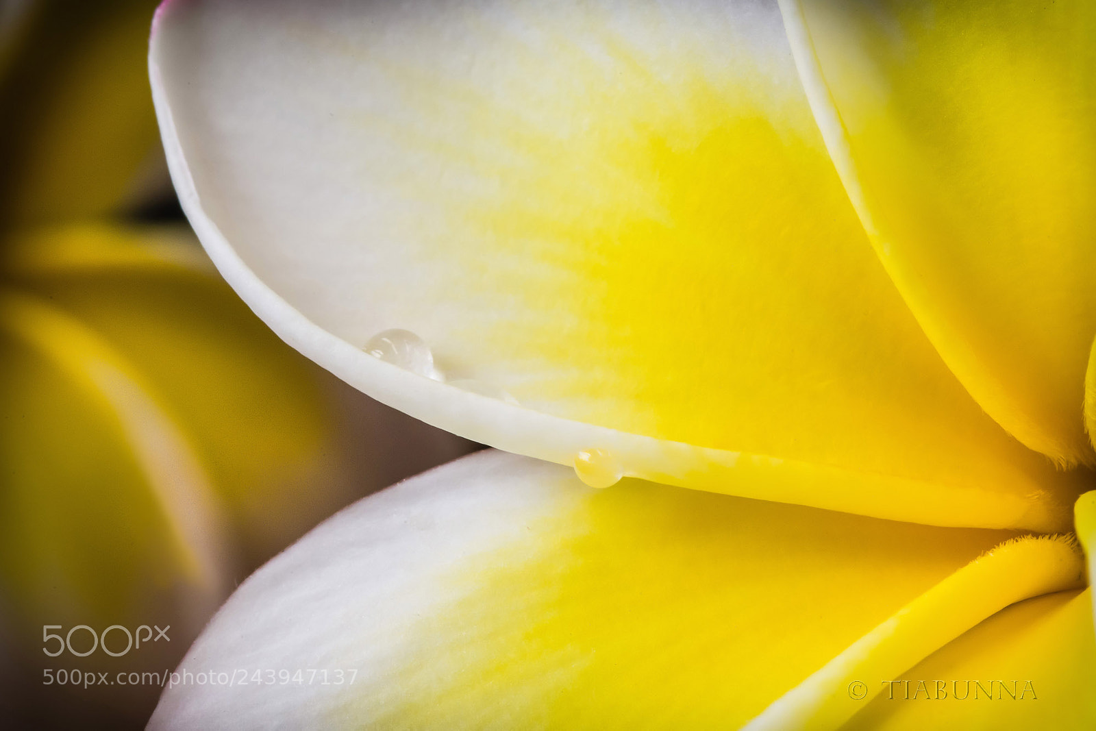 Pentax K-1 sample photo. Mellow yellow photography
