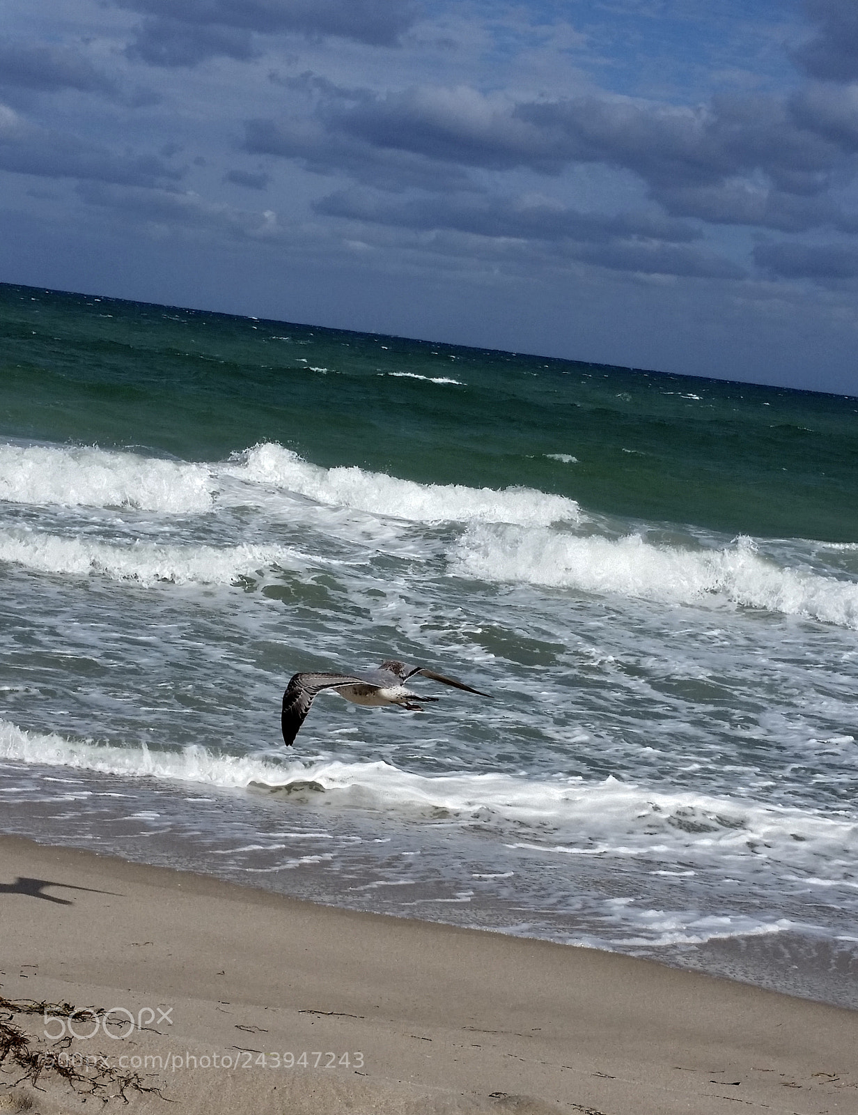 Samsung Galaxy S5 sample photo. The freedom of flying! photography