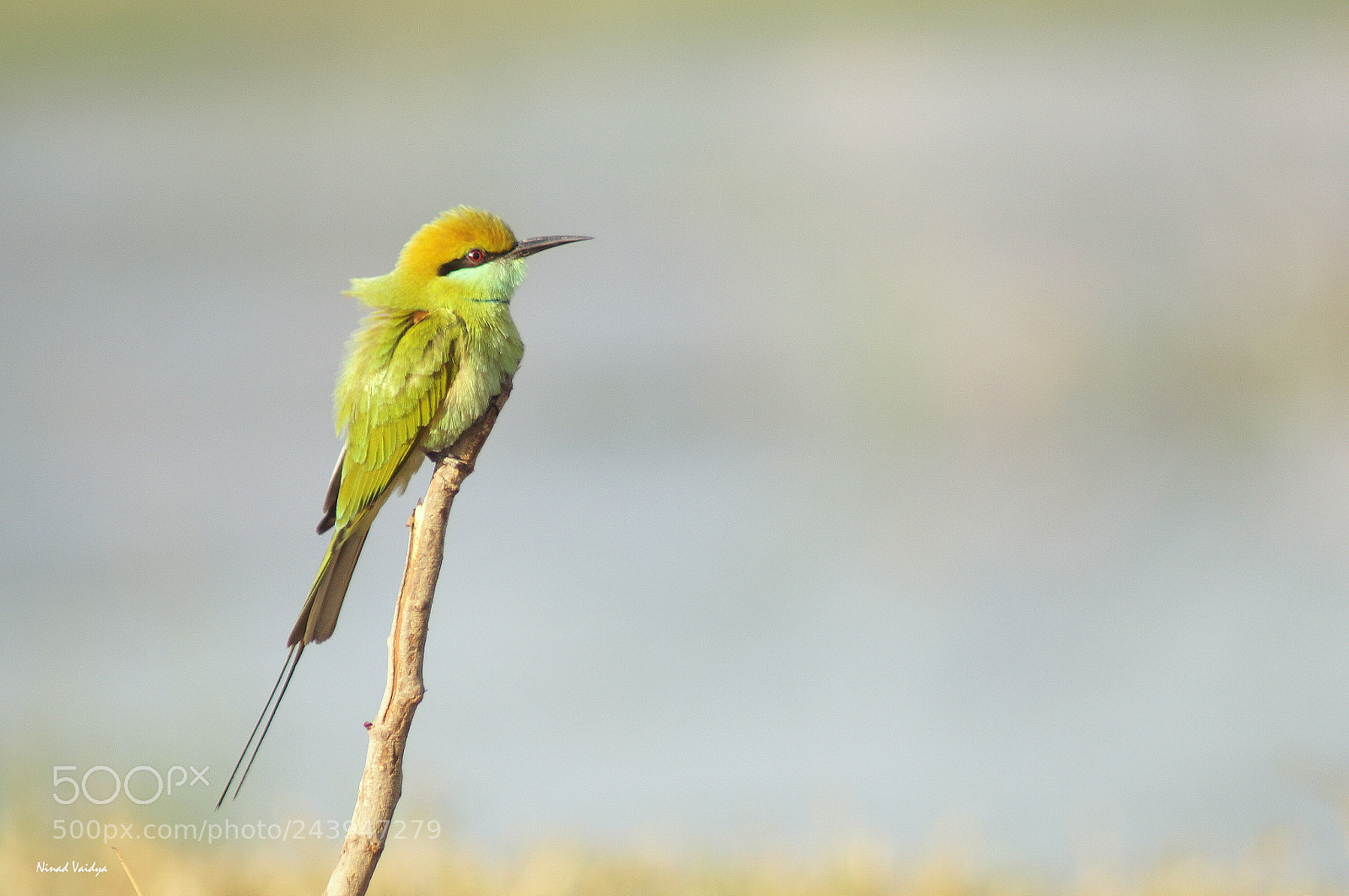 Sony SLT-A58 sample photo. Green bee eater photography