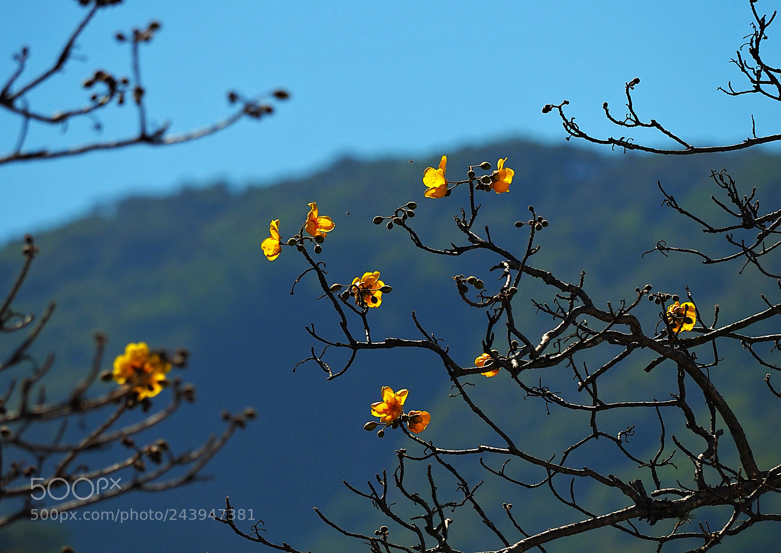 Olympus OM-D E-M1 Mark II sample photo. Winter mountain flower photography