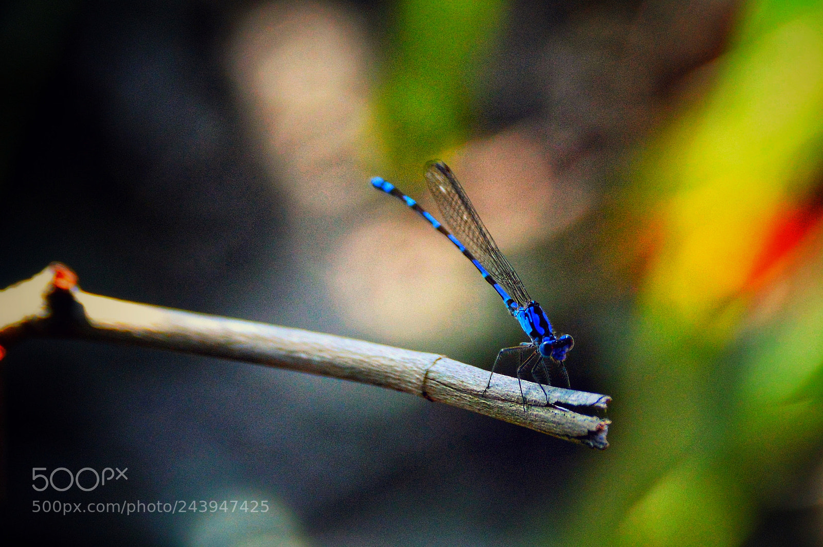 Nikon D3200 sample photo. A weird dragonfly blue. photography