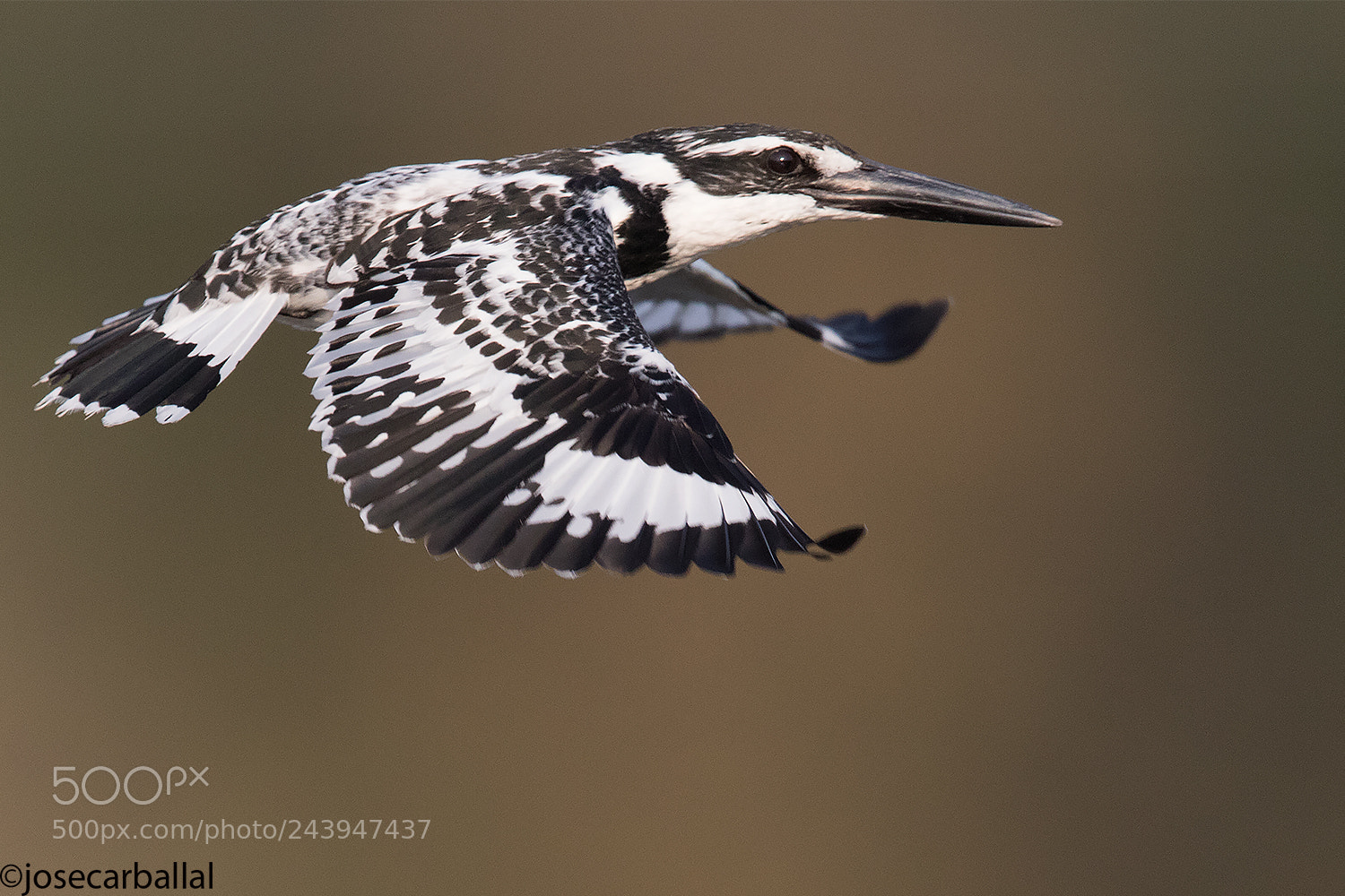 Canon EOS 7D Mark II sample photo. Pied on flight photography